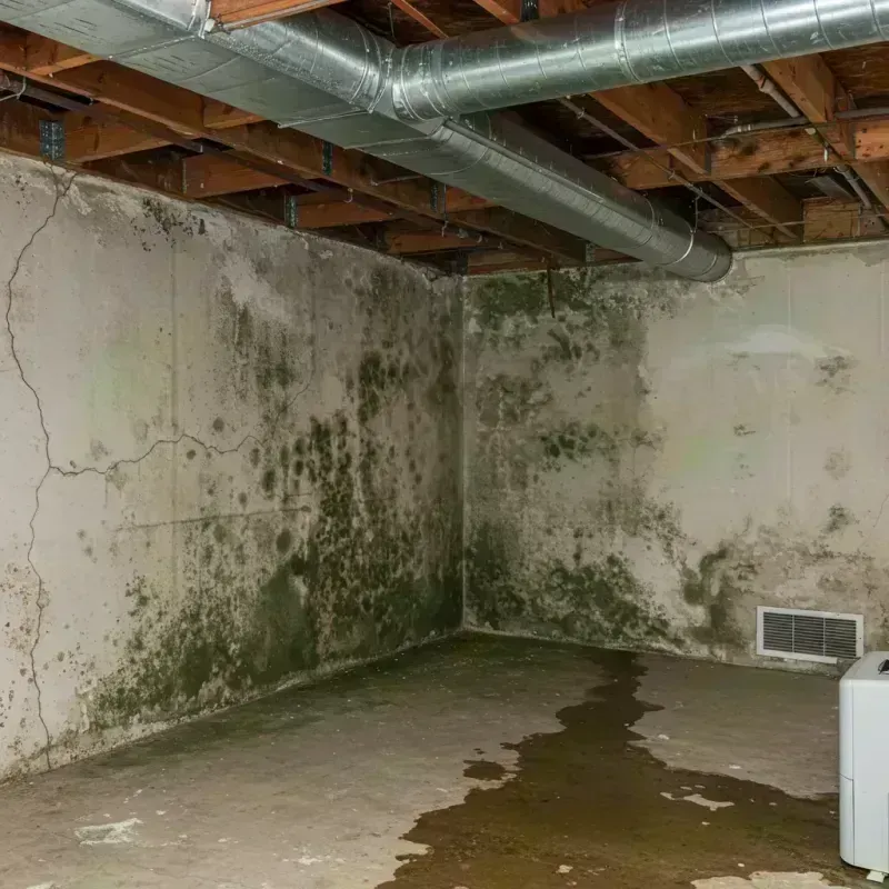 Professional Mold Removal in Butler County, KY